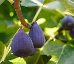 Purple Figs Fruit Planting Seeds - Grow Your Own Sweet Figs in Your Garden!