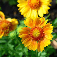 Yellow Gaillardia Aristata Flower Planting - Seeds for Vibrant Blossoms in Your Garden