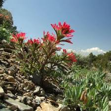Indivisa Xerochrysum bracteatum Flower Seeds for Planting in Flower Bed & Garden