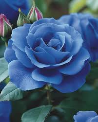 Sky Blue Grey Rose Flower Seeds for Planting Fragrant Blossoms Heirloom & GMO Free Seeds for Home Garden
Sale