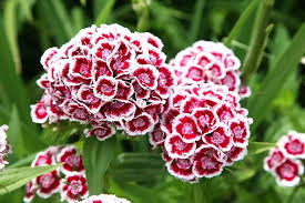 White and Red Dianthus Flower Seeds for Vibrant Garden Displays - Seed for Bright and Colorful Blooms