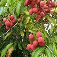 Orange Litchi Fruit Seeds for Planting - Grow Your Own Litchi Trees