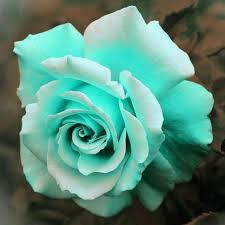 Sea Green Rose Flower Planting - Seeds for Exquisite Blossoms in Your Garden