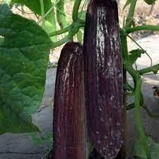 Black Cucumber Vegetable Planting Seeds Perfect for Your Garden