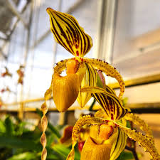 Orange Paphiopedilum Planting Seeds Fruit Seeds for Home Gardens, Containers & Outdoor Growing