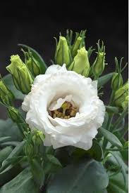 Eustoma Flower Seeds for Planting - White Blooming Annuals for Beautiful Gardens