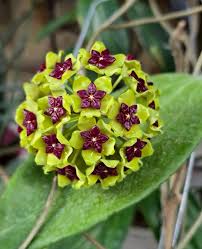 Green Purple Hoya Flower Seeds for Planting Compact Growth Heirloom & GMO Free Seeds for Home Garden
Sale