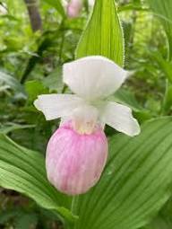 Lady's Slipper Flower Seeds for Planting Premium Quality Perennial Seeds