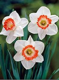 Narcissus White Red Seeds for Planting - Elegant Flower Blooms