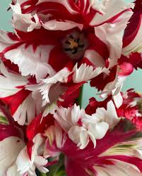 Bicolor Flower Seeds for Planting - Evergrowseeds