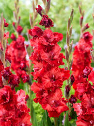 Burgundy Gladiolus Flower Seeds for Planting Compact Growth Heirloom & GMO Free Seeds for Home Garden Sale