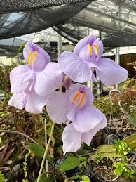 Violet Utricularia Flower Seeds for Planting - Enhance Your Garden with Unique Blooms