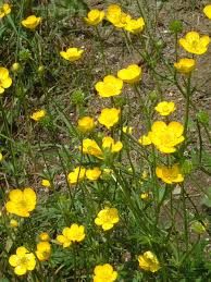 Yellow Buttercup Flower Seeds Planting Essentials