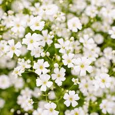 White Gypsophila Repens Plant Seeds for Vibrant Garden Displays