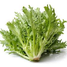 Crisp Endive Vegetable Seeds for Planting