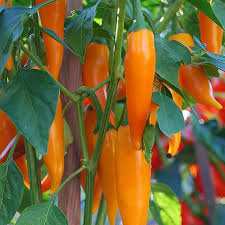 Orange Chili Vegetable Seeds for Planting
