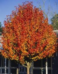 Orange Pyrus Calleryana Tree Planting Seeds