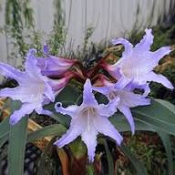 Purple Echte Amaryllis Seeds for Planting Stunning Perennial Blooms