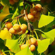 Yellow Maidenhair Tree Seeds Planting Tips