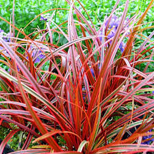 Uncinia Firedance Ornamental Grass Plant: Vibrant Red Foliage for Stunning Garden Displays