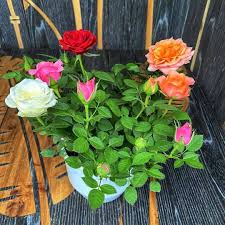 Mixed Colour Rose Balcony Flower Seeds for Planting Seasonal Bloomer Heirloom & GMO Free Seeds for Home Garden
Sale