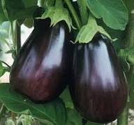 Black Eggplant Vegetable Seeds for Planting | Grow Delicious Eggplants at Home