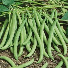 White Bean Planting Seeds for Your Garden