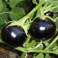 SAFLAX Eggplant Seeds for Easy Planting Grow Your Own Vegetables