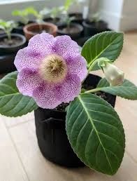 Violet Gloxinia Sinningia Flower Seeds for Planting Premium Quality Heirloom & GMO Free Seeds for Home Garden
Sale