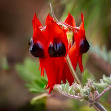 Sturt's Red Flower Seeds for Planting - Vibrant Blooms for Your Garden - Evergrowseeds