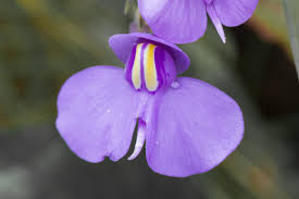 Utricularia Flower seeds for Planting - Cottage Garden Essential, Heirloom & GMO Free Seeds for Home Garden