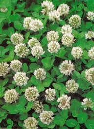 White Clover Seeds for Planting: Premium Flower Collection