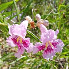 Desert Willow Chilopsis linearis Flower Seeds for Planting in Landscape and Garden