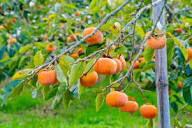 Yellow Persimmon Tree Seeds for Planting Grow Your Own Delicious Fruit