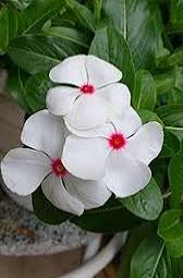 White Vinca Rosea Flower Seeds for Planting Seed for Pure and Elegant Blooms