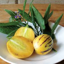 Pepino Solanum Muricatum Seeds Ideal for Planting in Gardens & Containers
