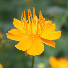Trollius Flower seeds for Planting - Premium Quality, Heirloom & GMO Free Seeds for Home Garden