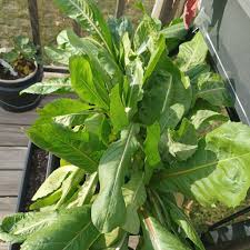 Green Intybus Seeds for Your Vegetable Garden