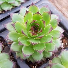 Green Sempervivum Flower seeds for Planting - Perfect for Borders, Heirloom & GMO Free Seeds for Home Garden