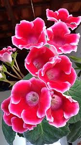 Sinningia Gloxinia Flower Seeds for Vibrant Indoor and Outdoor Blooms