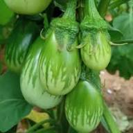 Green Eggplant Vegetable Seeds for Garden Planting