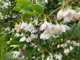 Snowbell Tree Seeds Planting Guide