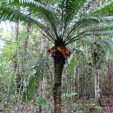 Cycas Plant Seeds - Dark Green: Your Complete Planting Guide