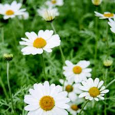 Argyranthemum Flower Seeds: Essential Planting Guide