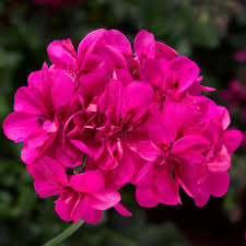 Pink Geranium Flores Perennial Flower Seeds for Planting Seasonal Bloomer Heirloom & GMO Free Seeds for Home Garden
Sale