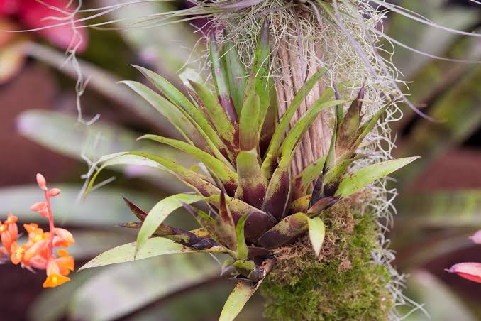 Tillandsia Plant Seeds for Easy Planting