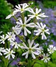 White Zaluzianskya Flower Planting - Seed for Beautiful Blossoms in Your Garden
