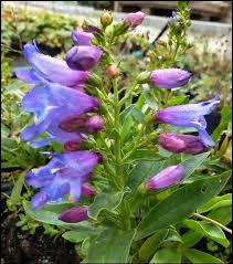 Blue Penstemon Barbatus Flower Seeds for Easy Planting