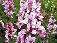 Pink Firebush Flower seeds for Planting - Premium Quality, Heirloom & GMO Free Seeds for Home Garden