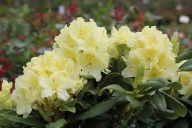 Yellow Rhododendron Campylocarpum Flower Seeds for Planting - Enhance Your Garden with Stunning Blooms